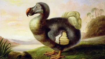 Dodo | NatureRules1 Wiki | Fandom