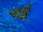 Spotted Eagle Ray