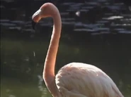 Kratts' Creatures (1996)