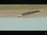 MonsterQuest (2007-2010) “Killer Crocs”