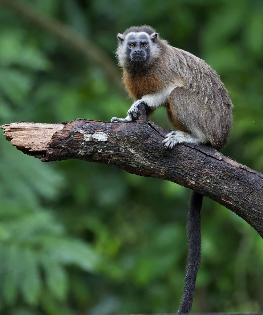 Whitefooted Tamarin NatureRules1 Wiki Fandom