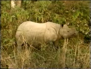 ZooLife with Jack Hanna (1993)