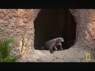 Secrets of the Zoo: Tampa (2019-2022)