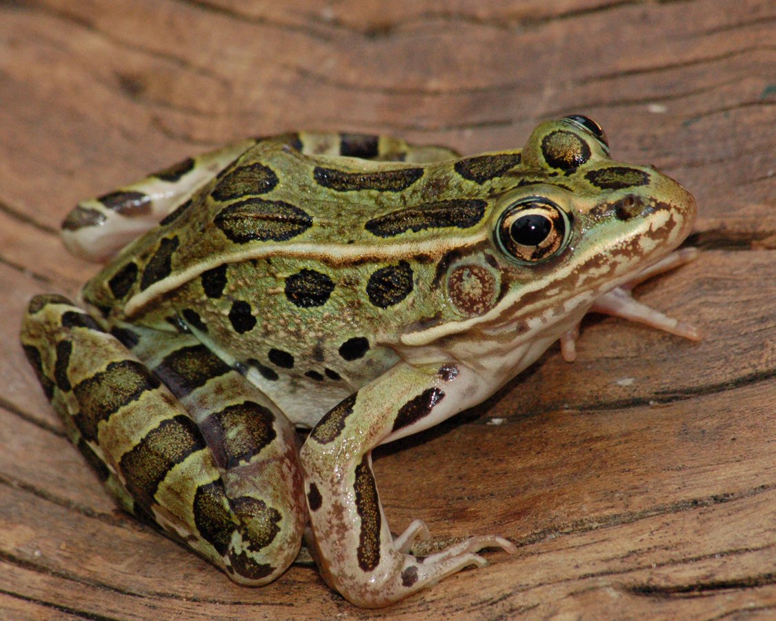Ficheiro:Green-leopard-frog-in-swamp.jpg – Wikipédia, a enciclopédia livre