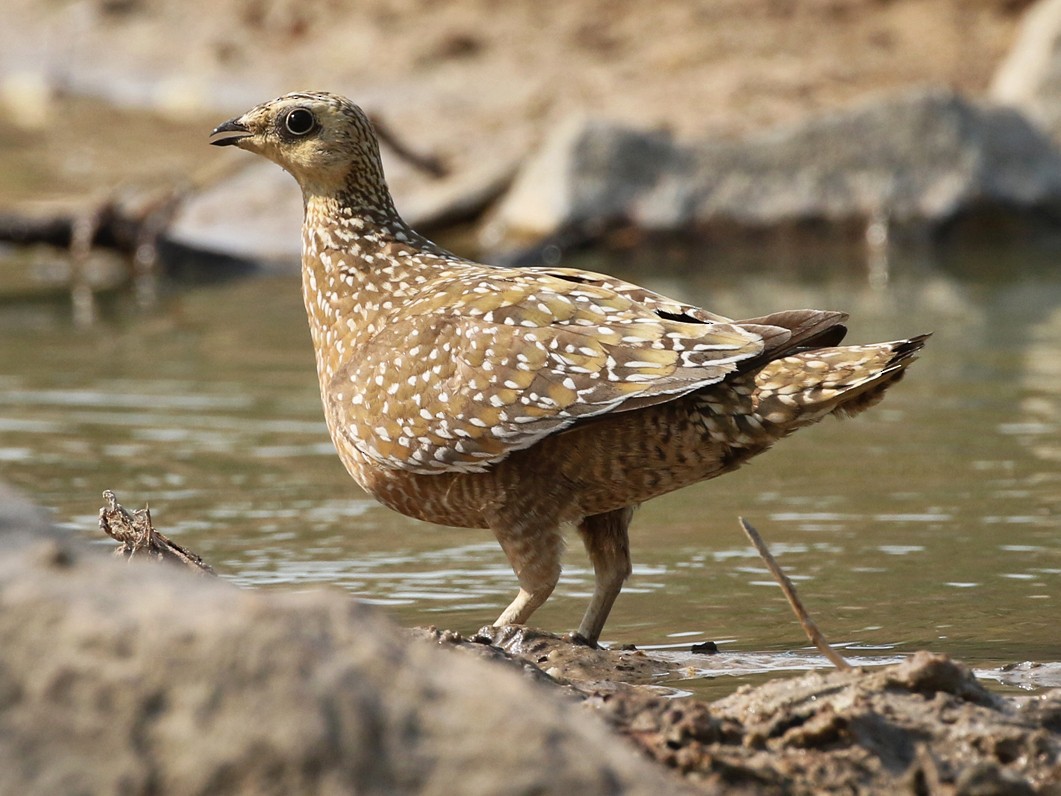 Burchell's Sandgrouse | NatureRules1 Wiki | Fandom