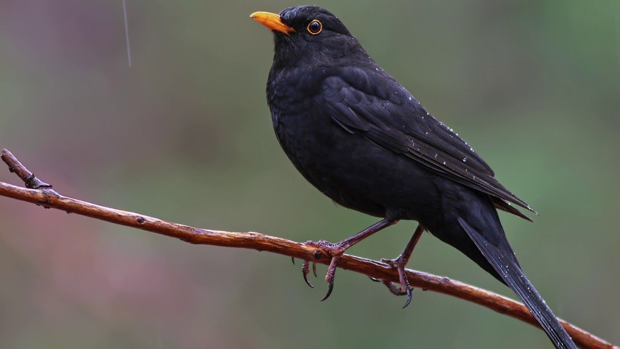 Common Blackbird | NatureRules1 Wiki | Fandom