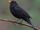 Common Blackbird