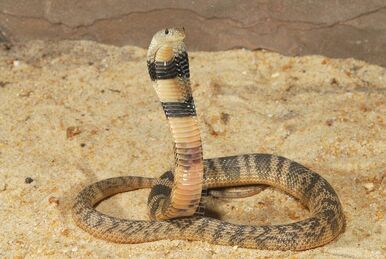 How long is a spitting cobra? According to Cape Snake Conservation, the  forest cobra is the largest true cobra, reaching 10 feet (3 m), and  Ashe's spitting cobra is 9 feet (2.7