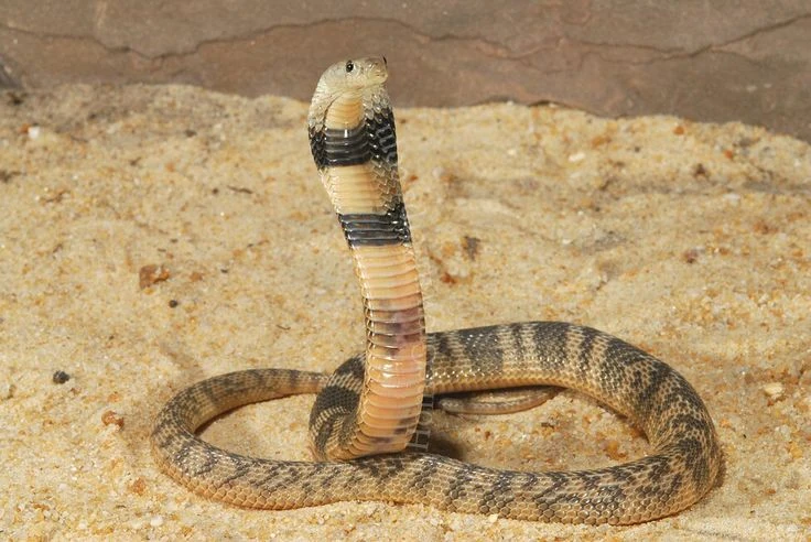 Caspian Cobra | NatureRules1 Wiki | Fandom
