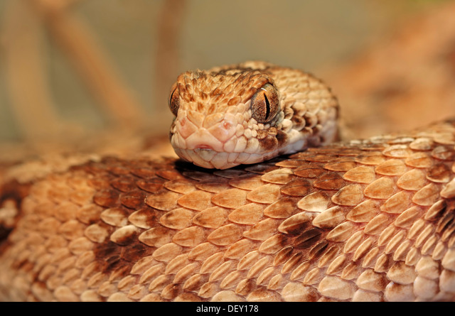 Ocellated Carpet Viper | NatureRules1 Wiki | Fandom