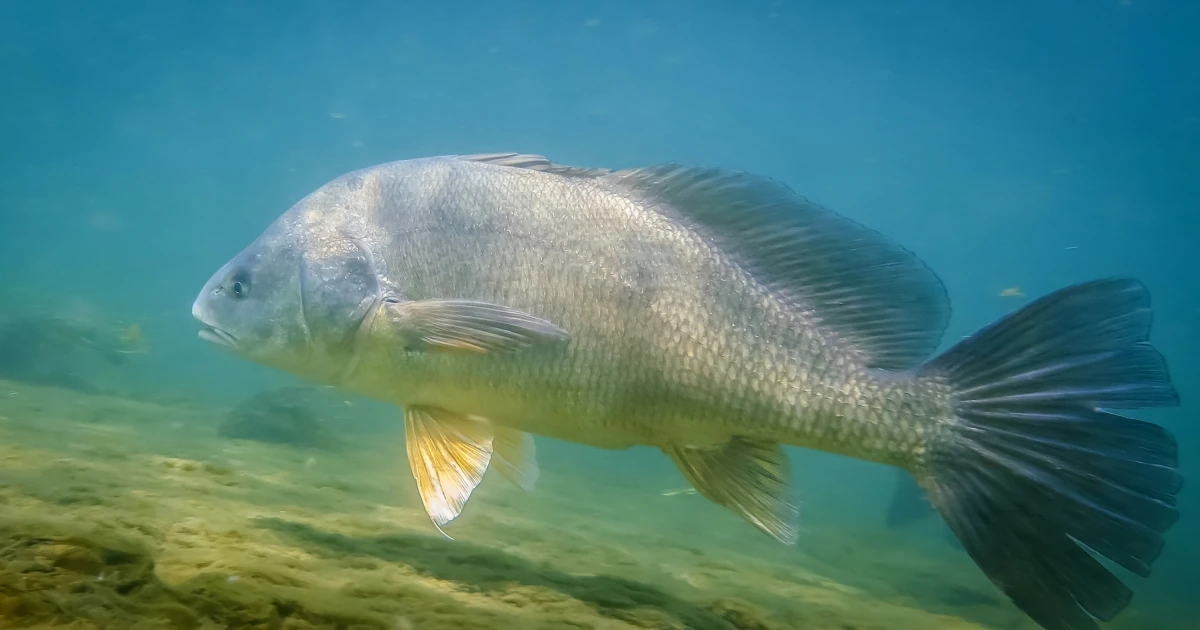 Freshwater Drum NatureRules1 Wiki Fandom