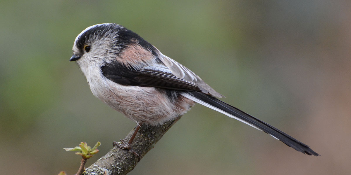 Long-tailed tit - Wikipedia