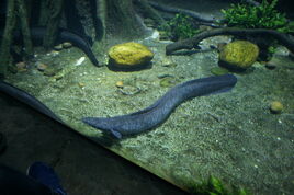 Speckled Longfin Eel