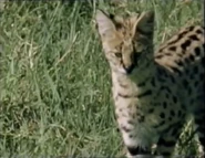 The Cat's Kin (1986)