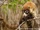 White-nosed Coati