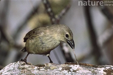 Woodpecker Finch Beak
