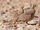 Crowned Sandgrouse