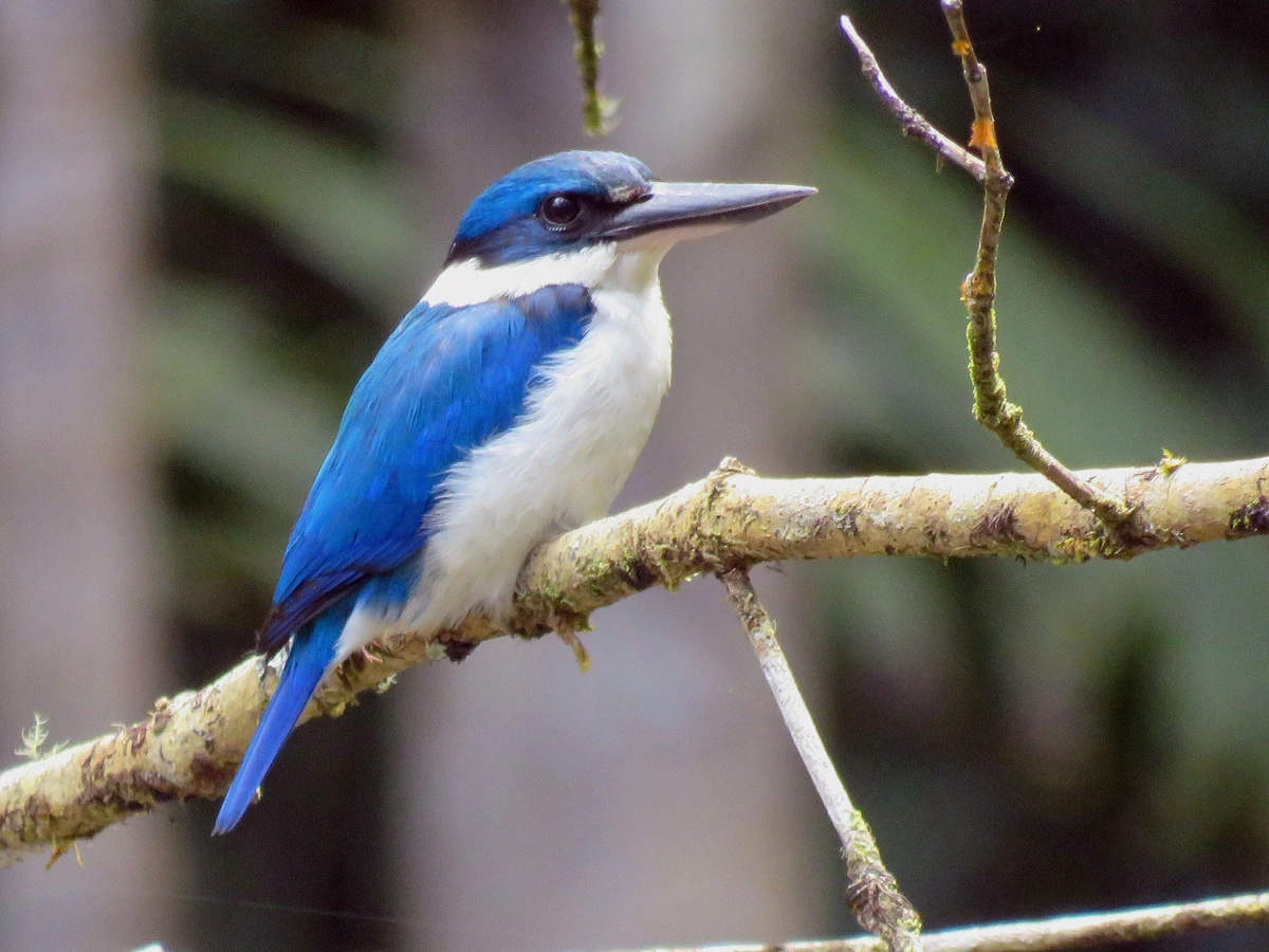 Collared Kingfisher NatureRules1 Wiki Fandom