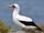 Nazca Booby
