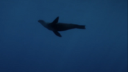 Big Pacific (2017)