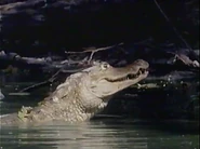 Cowboys, Caimans, and Capybaras (1988)
