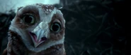 Legend of the Guardians: The Owls of Ga'Hoole (2010)