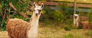 Little Miss Dolittle (2019)