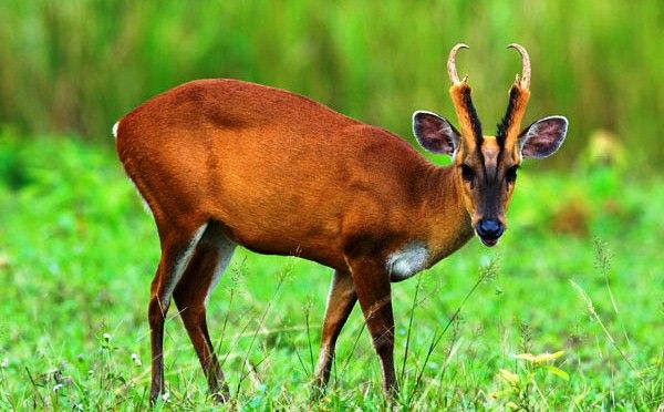 Indian muntjac deals