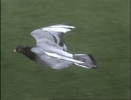 Supersense (1988)