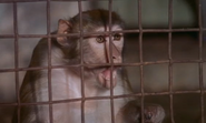 Wild Beasts (1984)