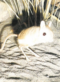 Lesser Egyptian Jerboa | NatureRules1 Wiki | Fandom