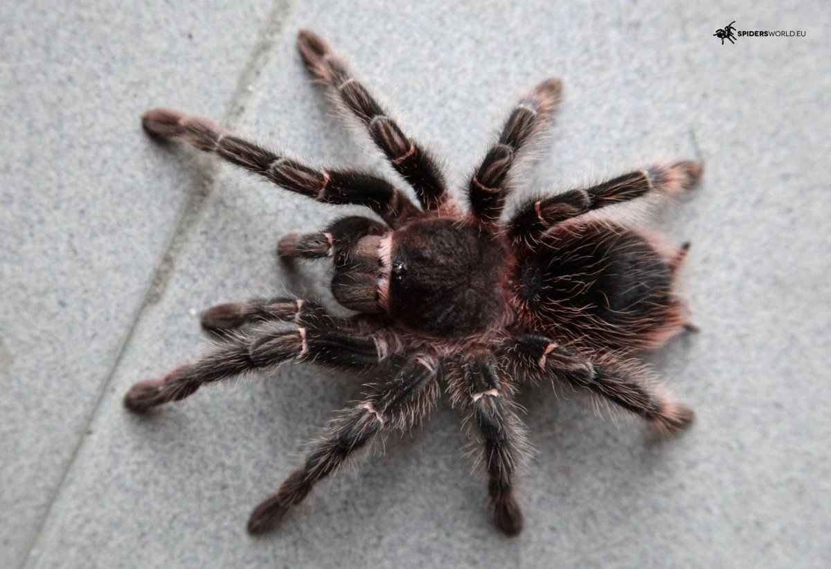 Salmon Pink Tarantula NatureRules1 Wiki Fandom