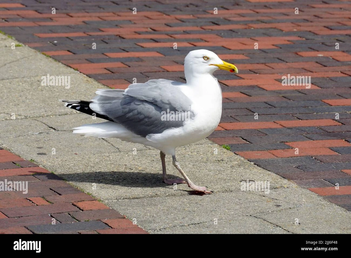 American Herring Gull NatureRules1 Wiki Fandom