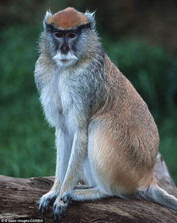 baby patas monkey