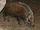 Bushpig