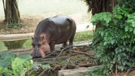 Cape Hippopotamus