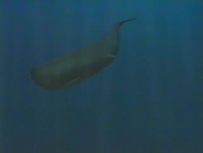Incredible Suckers (1995)