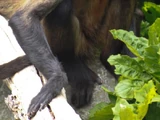 Geoffroy's Spider Monkey