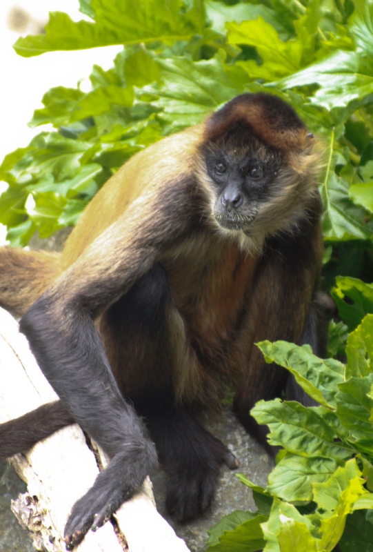 Macaco-aranha-de-Geoffroy (Ateles geoffroyi), Geoffroy's Spider Monkey