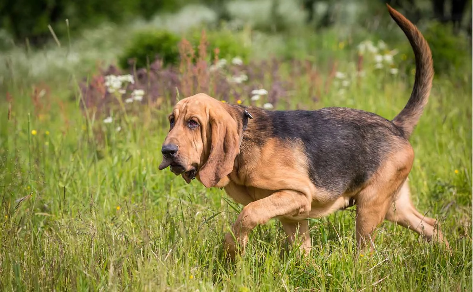 Learn everything you ever wanted to know about the dog breed bloodhound, image size:1600x990