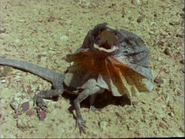 Eyewitness (1994-1997) “Reptiles”
