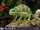 Flap-necked Chameleon