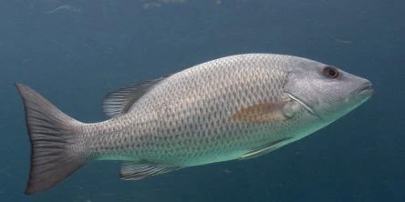 Mangrove Snapper | NatureRules1 Wiki | Fandom