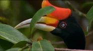Hutan (1998)