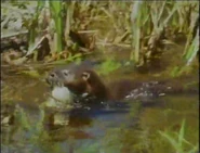 Ibera: Land of the Shining Waters (1993)