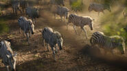 Plains Zebra