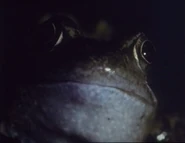 Madison's Adventures: Growing Up Wild (1992-1993)