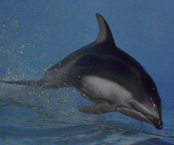 ☆☆dolphindodoページ☆☆ mqdefault.jpg