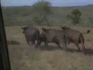 Rhino! (1964)