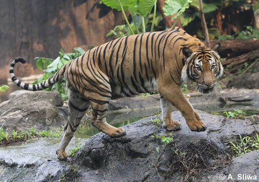 Malayan Tiger | NatureRules1 Wiki | Fandom